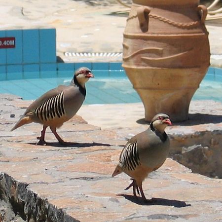 Country Hotel Velani Avdou المظهر الخارجي الصورة