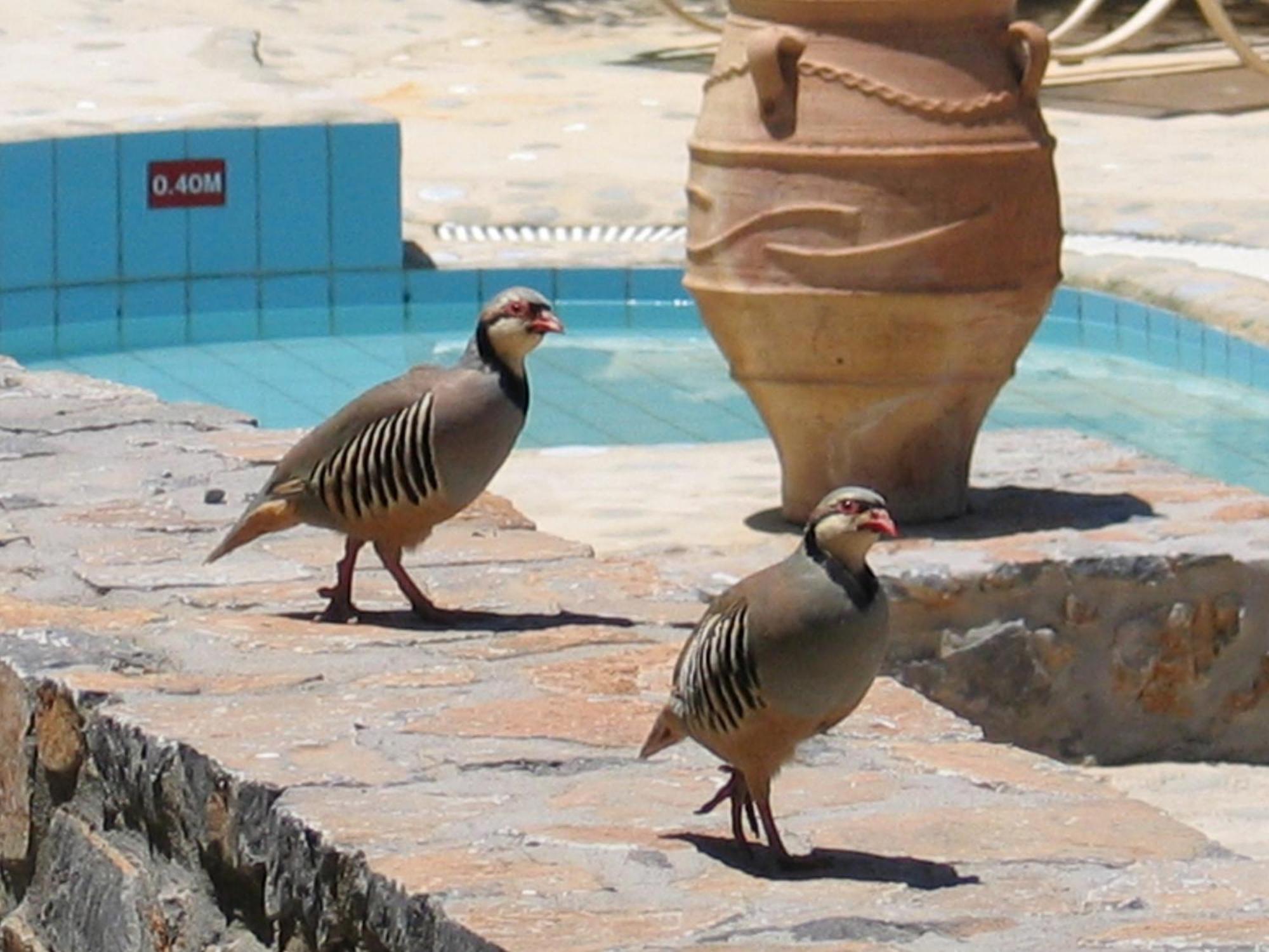 Country Hotel Velani Avdou المظهر الخارجي الصورة